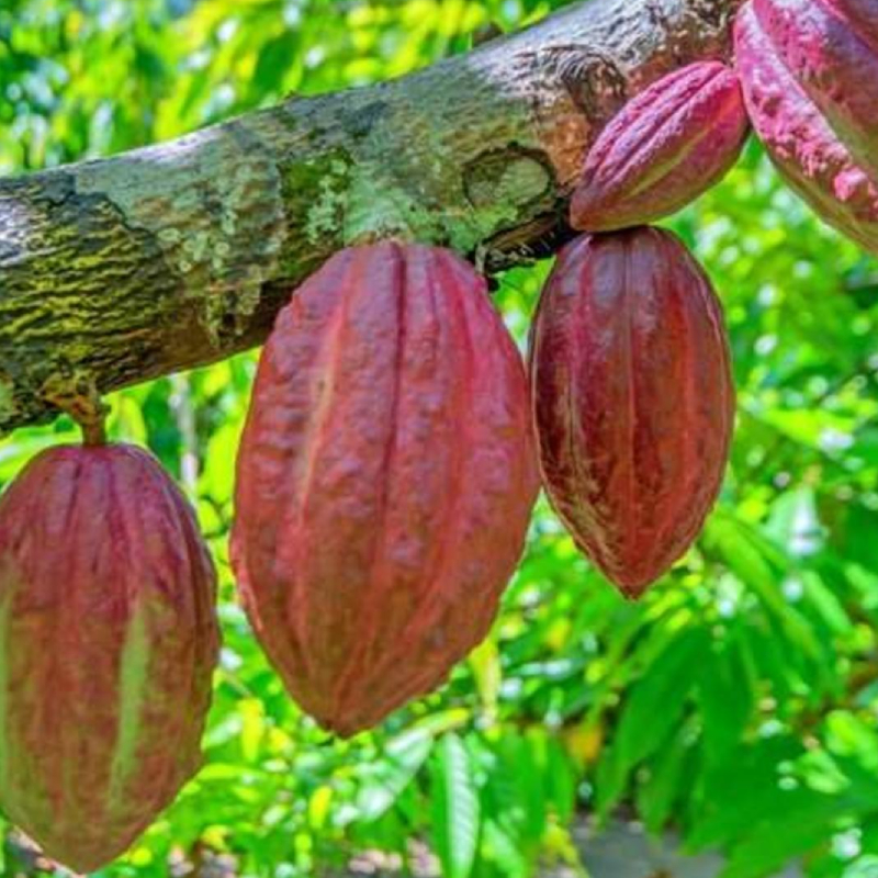 Cocoa